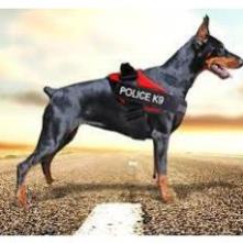 Dây đai người huấn luyện Police K9 chó chó từ 15-60kg
