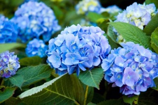 Hạt giống Hoa Cẩm tú cầu