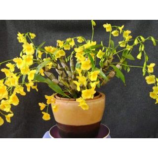 Phong lan kim điệp xuân