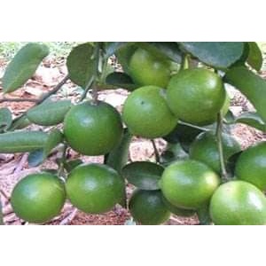 Cây giống Chanh Đào
