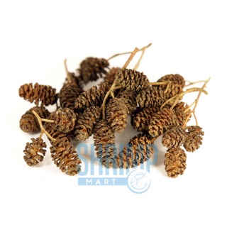 TRÁI ALDER CONES - ERLENZAPFEN (Gói 10 trái)