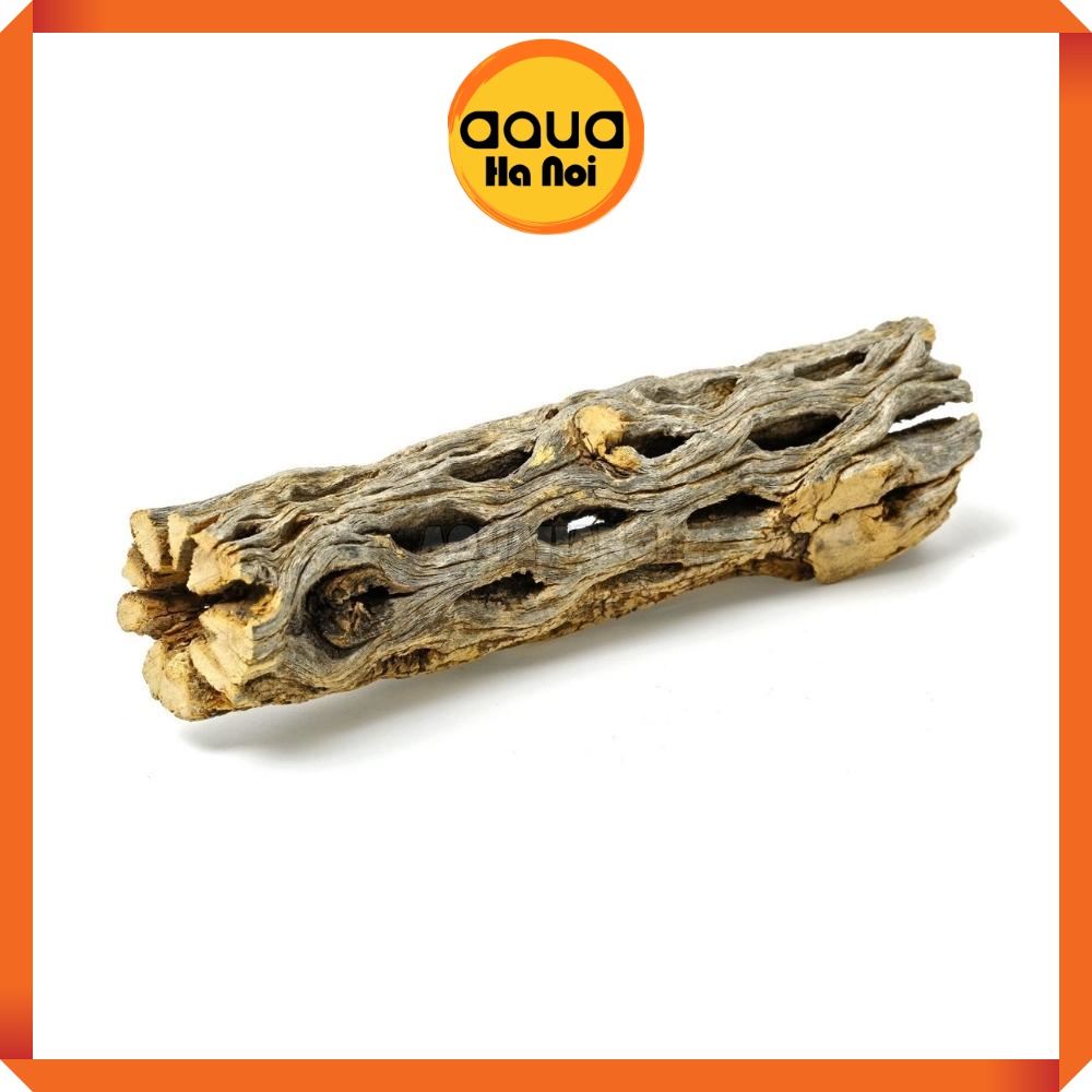 Lũa xương rồng Nam Mĩ Cholla Cactus size S,M
