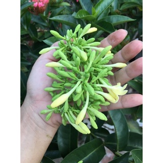 Hoa đu đủ đực sấy khô 1kg