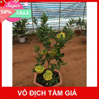 Cây giống phật thủ ghép - Phủ Xanh Việt Nam