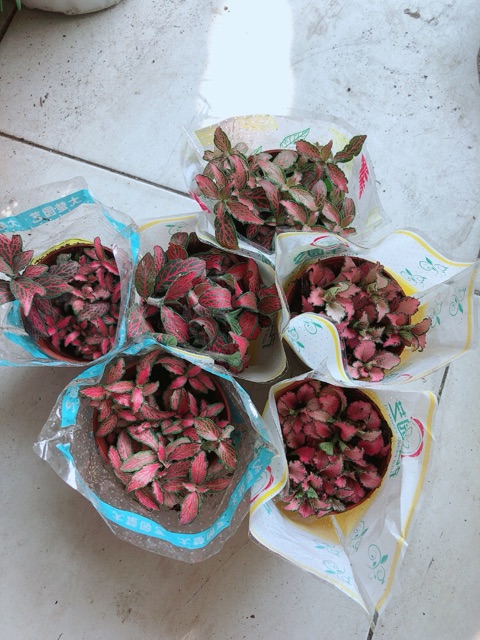 Cẩm Nhung Đỏ 35k/c