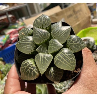 SEN ĐÁ HĂWORTHIA - chậu 9cm