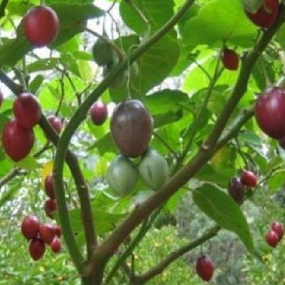 Hạt giống cà chua thân gỗ - Gói 10 hạt - Tặng gói kích hạt nảy mầm