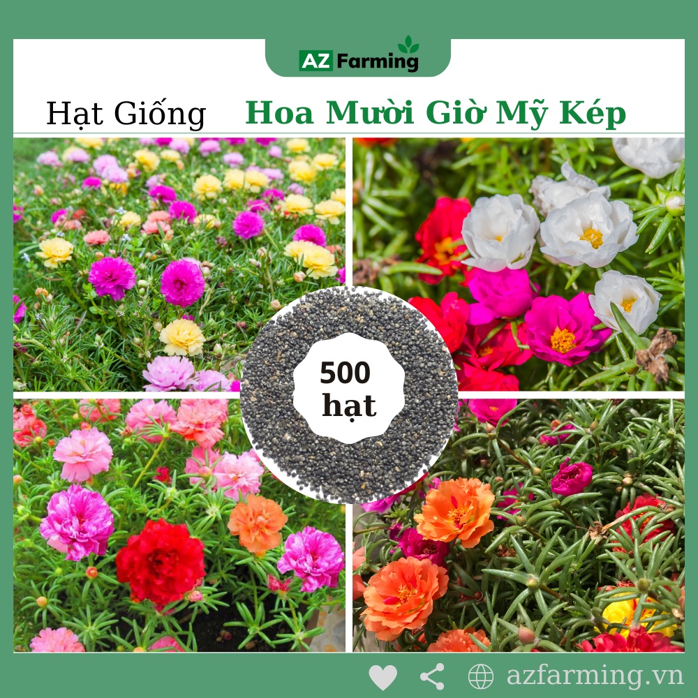 Hạt Giống Hoa Mười Giờ Mỹ Cánh Kép Nhiều Màu - 500 Hạt - AZ Farming