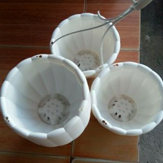 SIÊU phẩm trồng hoa hình bí giá yêu thương phi 22cm cao 15cm