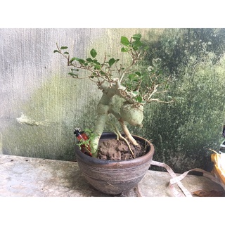cây duối mini 4 năm tuổi( ảnh thật của cây)