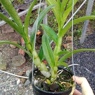Denro nắng Banana cây tơ