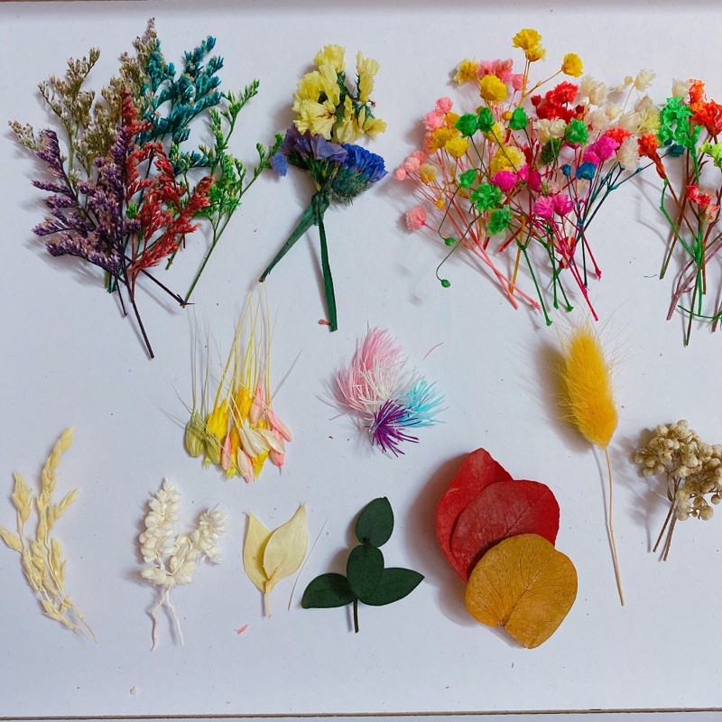 Set hoa khô đủ loại baby, sao, tùng nho, tuyết nhiệt đới, cẩm tú cầu... làm thiệp, trang trí handmade, resin