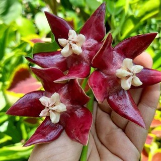 Cây giống lan cẩm cù khủng long