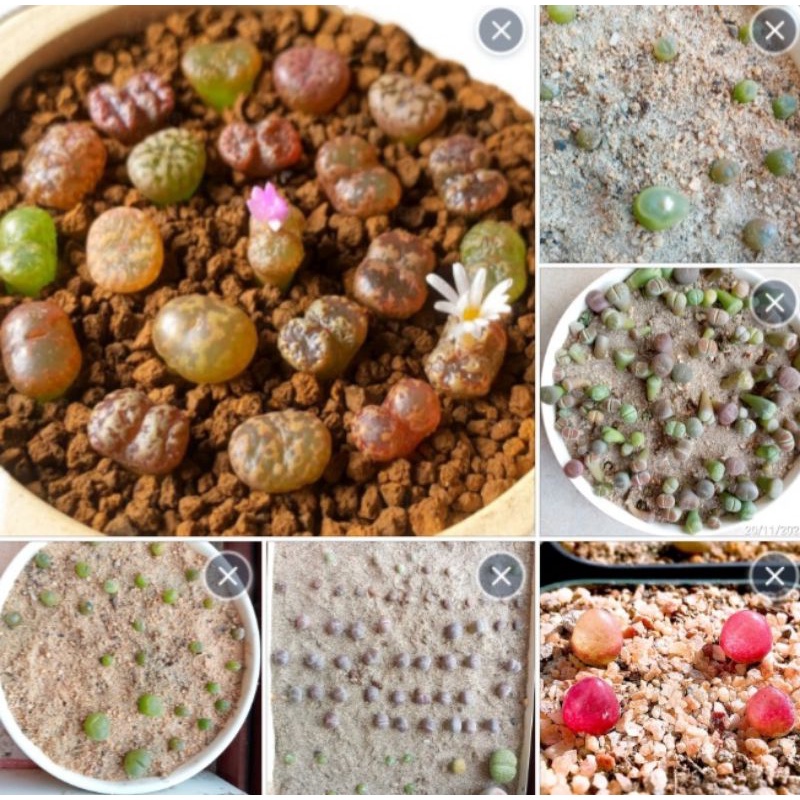 Tổng hợp các loại conophytum