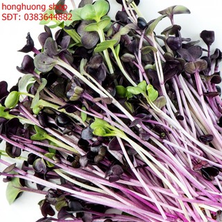 Hạt giống mầm củ cải Malady gói 10 gam