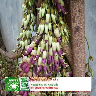 Dây leo hoa Huyết long như thân rồng cuốn mềm mại 5 hạt