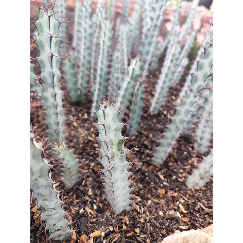 xương rồng euphorbia xanh phấn