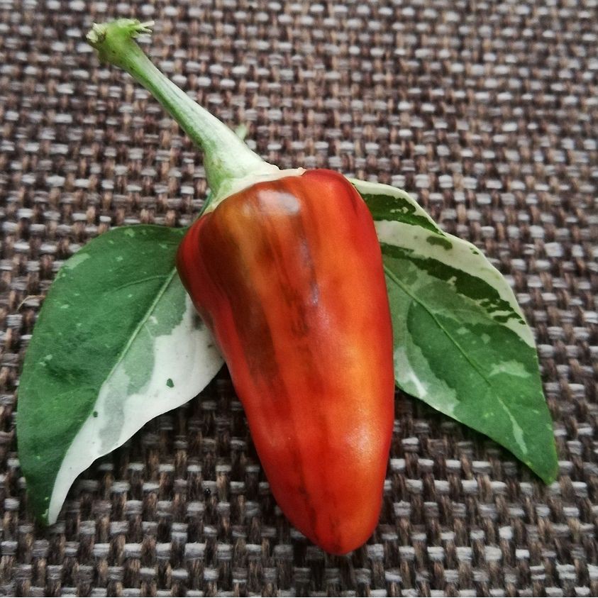 Hạt giống ớt Fish Pepper (Variegated)
