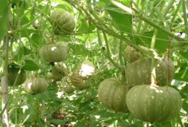 Hạt giống bí đỏ trái tròn lai F1- gói 20 hạt