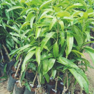 Cây  xoài  tím giống f1