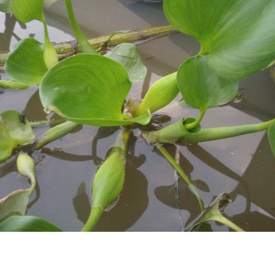Lục bình  mini - cây thủy sinh