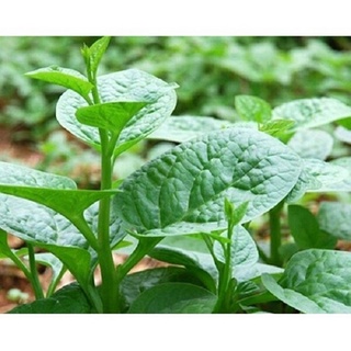 Hạt giống mồng tơi xanh - gói 20 gram