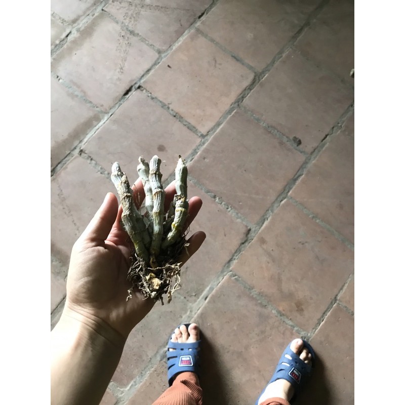 trầm tím rừng thơm