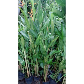 Bụi Chuối Mỏ Két Lớn (có hoa màu đỏ hoặc màu vàng)