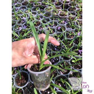 Cây giống lan kiếm Phan Trí (combo 3 cây)