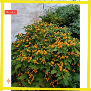 Hạt giống Ớt Peru Mắc Nhất Thế Giới Aji Charapita