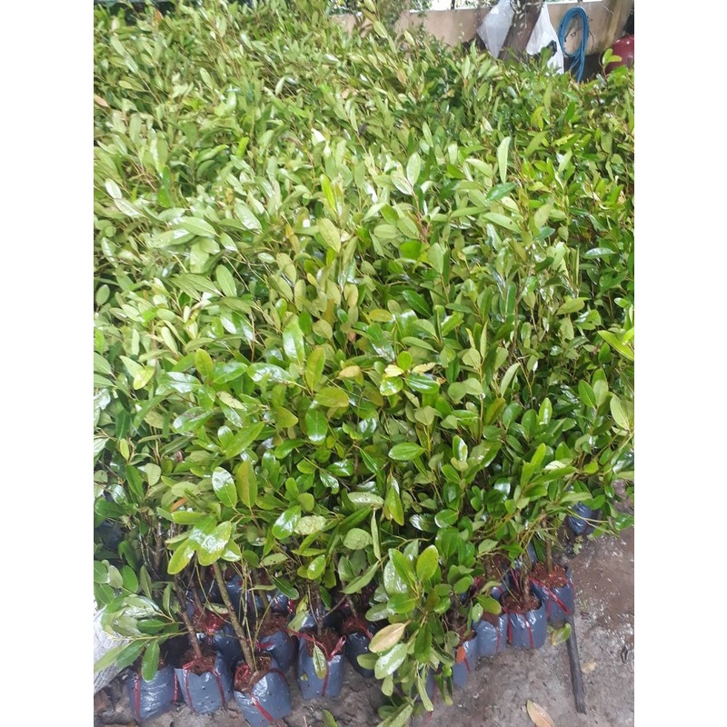 Cây cà na thái giống - Cà na tứ quý - cây ăn quả