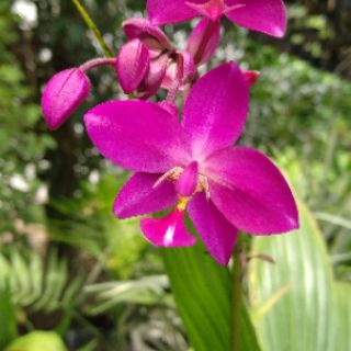Địa lan chu đỉnh