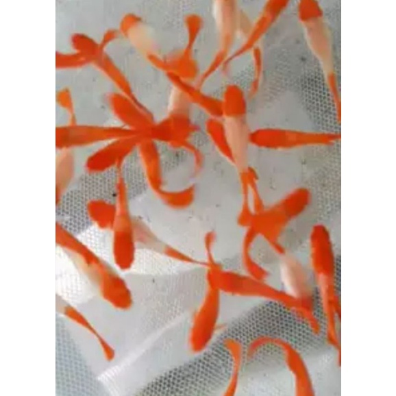 Hoa Nhựa Trang Trí Hồ Cá Cảnh - Nga Guppy 0916 007 137