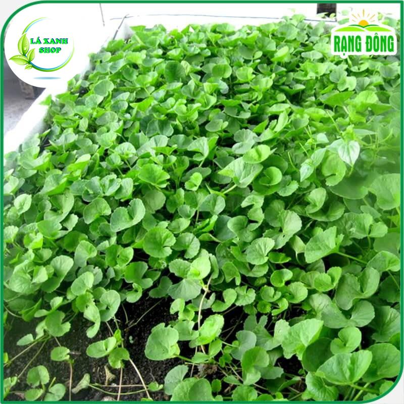 Hạt giống Rau Má Lá Nhỏ Trồng Quanh Năm, Thu Hoạch Nhiều Lần (gói 1 gram) - Hạt giống Rạng Đông