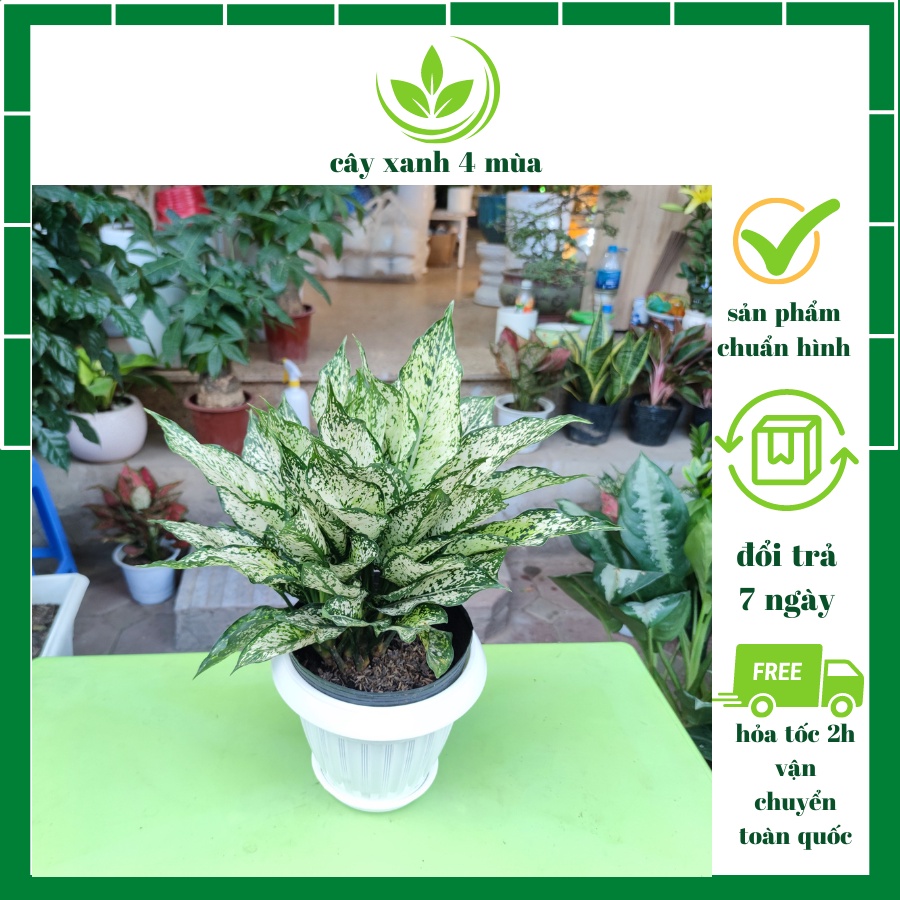 Cây ngọc ngân lá trắng xanh loại chậu bầu cao 30cm