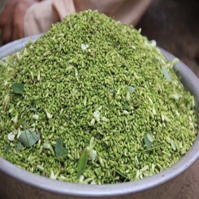 Cây giống hoa hoè