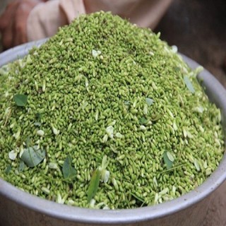 cây giống hoa hoè