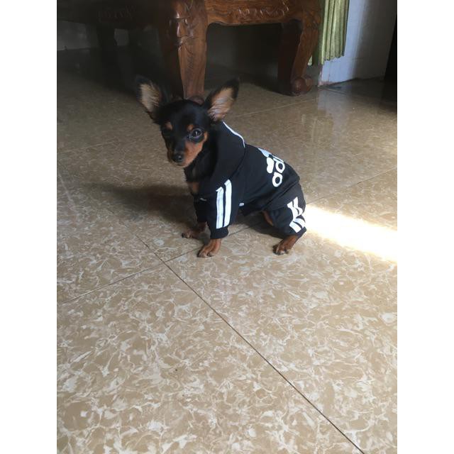 Quần áo chó mèo