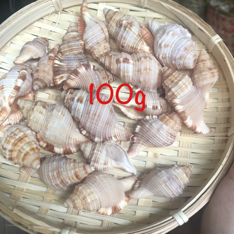 Vỏ ốc biển, vỏ ốc két lông