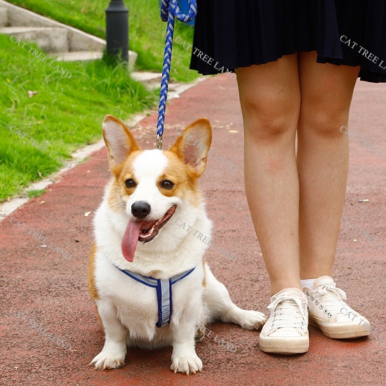 DÂY DẮT CHÓ MÈO KÈM ĐAI YẾM NGỰC, PHẢN QUANG PHÁT SÁNG - VÒNG CỔ MÈO CHÓ - DÂY XÍCH CHO THÚ CƯNG