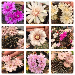 Hạt Xương Rồng Gymnocalycium MiX (Gói  25-60-150 hạt)