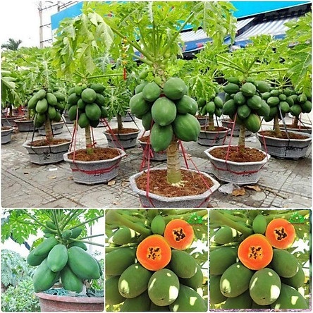 Phân Đạm - Phân Lân - Phân Kali chiết từ bao lớn ra 500gram 1000gram