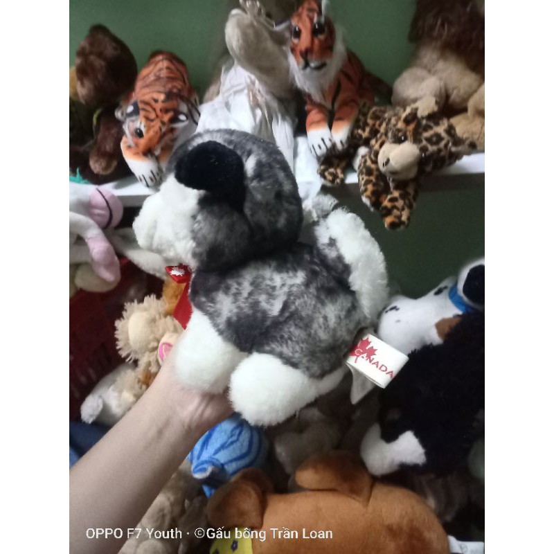 Gấu bông hình chú chó dễ thương