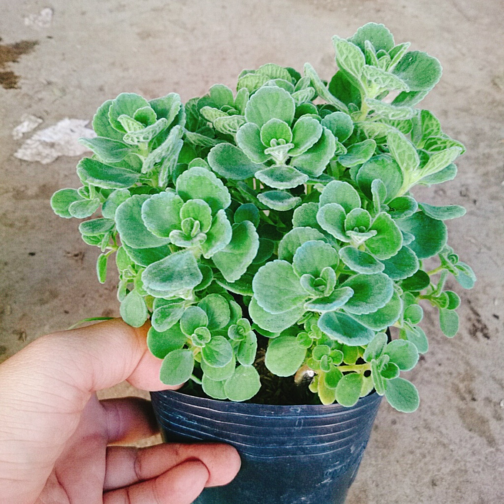 Cây Sen Thơm  Toả Hương Thơm Dễ Chịu - cây cảnh để bàn