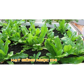 Hạt Giống Rau Ngò Gai (Mùi Tàu, Ngò Tây, Răng Cưa) - 2Gr