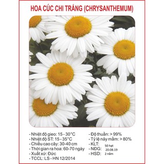 Hạt giống hoa cúc họa mi  - 50 hạt - DC