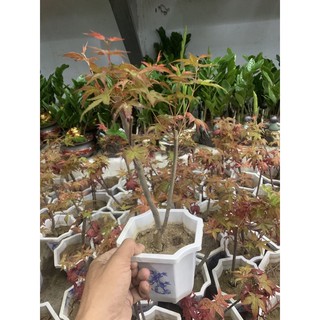 Cây Phong Lá Đỏ ( để bàn )