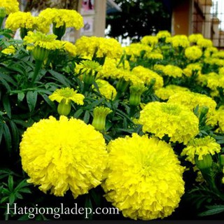 Hạt Giống Hoa Vạn Thọ Mỹ