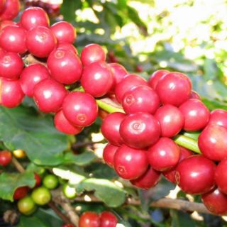 Tinh Dầu Cà Phê Nguyên Chất