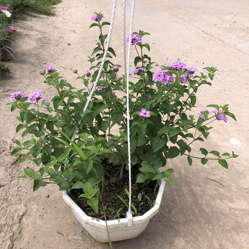 Cây hoa ngũ sắc rủ trồng chậu treo, chiều cao 25-30cm mùi hương dễ chịu hoa nở bắt mắt dễ dàng chăm sóc thích hợp treo.